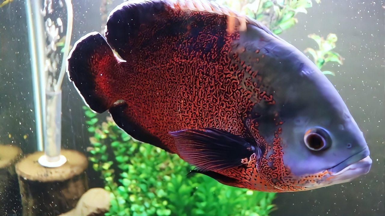 如何預防魚蒙眼病的傳染？【七彩神仙魚蒙眼病怎么辦水質(zhì)問題不容忽視全民小視頻】