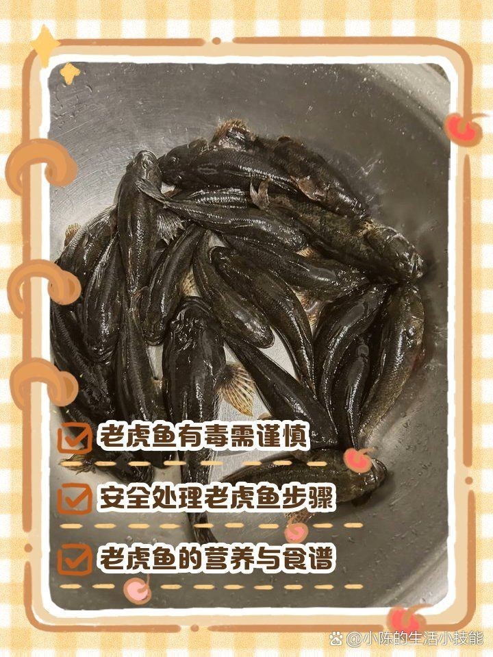 虎魚去毒正確方法【虎魚去毒的正確方法】
