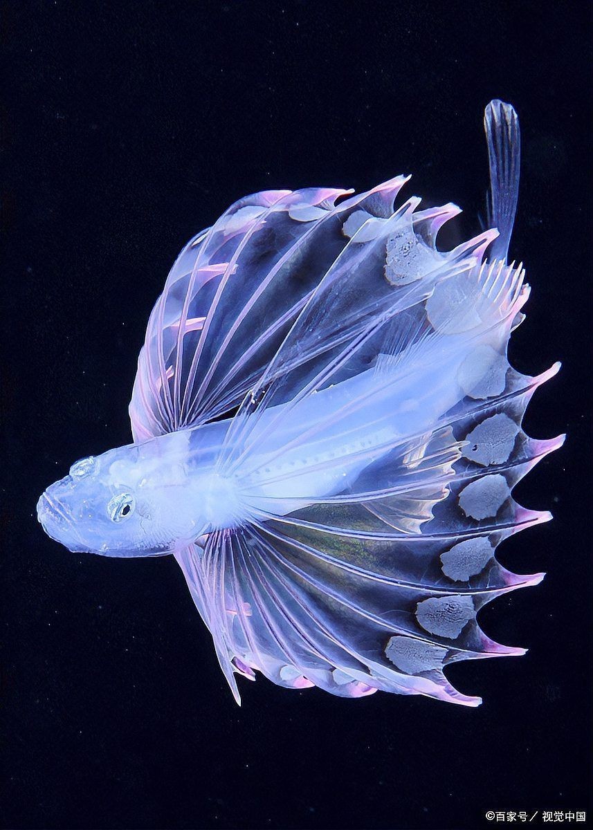 土霉素對龍魚有害嗎？【土霉素可以一直泡著魚嗎土霉素可以一直泡著魚嗎】