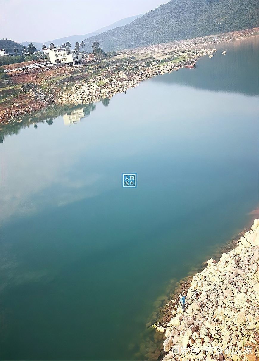 青龍魚多少錢一斤【2019年8月青龍魚市場行情分析】