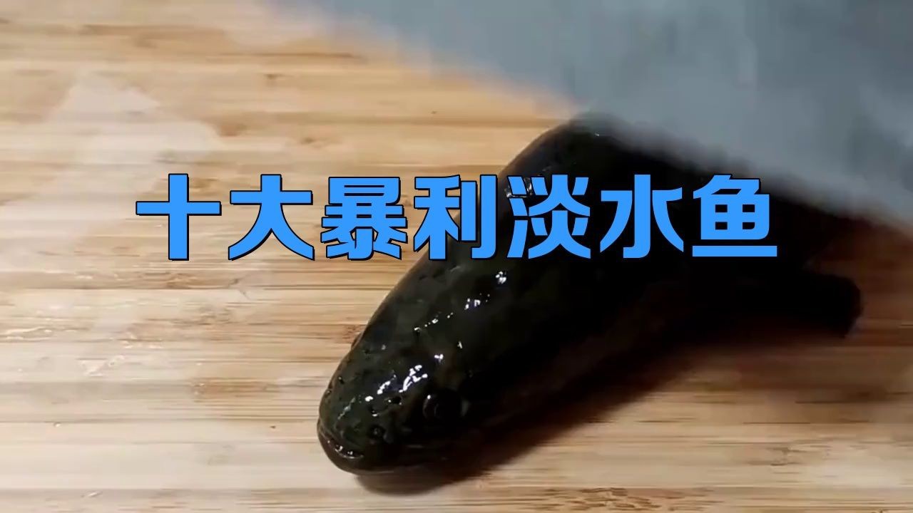能詳細介紹幾個高利潤淡水魚品種嗎?【養淡水魚哪種魚最掙錢】 龍魚百科 第4張 能詳細介紹幾個高利潤淡水魚品種嗎?【養淡水魚哪種魚最掙錢】 能詳細介紹幾個高利潤淡水魚品種嗎?【養淡水魚哪種魚最掙錢】 龍魚百科 第4張
