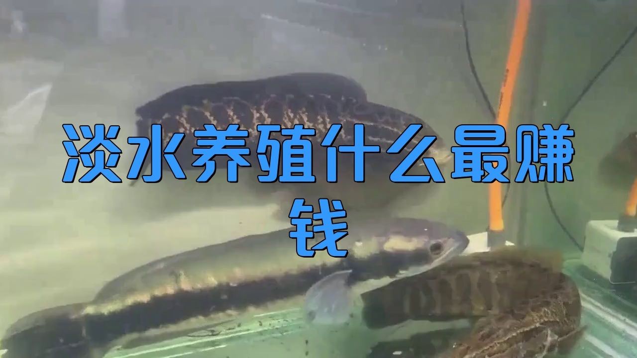 能詳細介紹幾個高利潤淡水魚品種嗎?【養淡水魚哪種魚最掙錢】 龍魚百科 第5張 能詳細介紹幾個高利潤淡水魚品種嗎?【養淡水魚哪種魚最掙錢】 能詳細介紹幾個高利潤淡水魚品種嗎?【養淡水魚哪種魚最掙錢】 龍魚百科 第5張