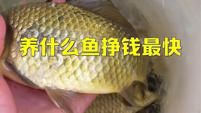 能詳細介紹幾個高利潤淡水魚品種嗎?【養淡水魚哪種魚最掙錢】 龍魚百科 第6張 能詳細介紹幾個高利潤淡水魚品種嗎?【養淡水魚哪種魚最掙錢】 能詳細介紹幾個高利潤淡水魚品種嗎?【養淡水魚哪種魚最掙錢】 龍魚百科 第6張