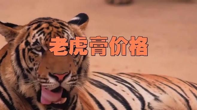 老虎膏價(jià)格200一瓶【老虎膏價(jià)格200元一瓶】