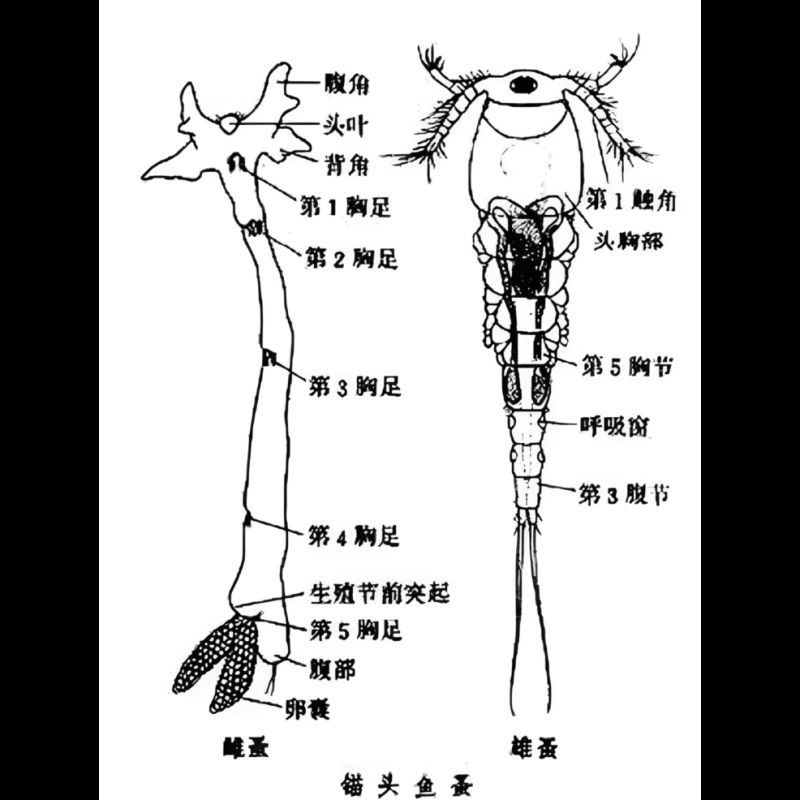 能詳細(xì)描述一下錨頭鳋的生活史嗎？【錨頭[需手動(dòng)填充]生活史】