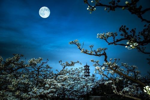 藍色玉笛圖片【關于“藍色玉笛圖片”其呈現出獨特的視覺魅力】 龍魚百科 第19張 藍色玉笛圖片【關于“藍色玉笛圖片”其呈現出獨特的視覺魅力】 藍色玉笛圖片【關于“藍色玉笛圖片”其呈現出獨特的視覺魅力】 龍魚百科 第19張