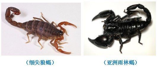 老撾有狼嗎【祁連山「紅毛狗」豺群現身祁連山腹地回歸意味著什么】