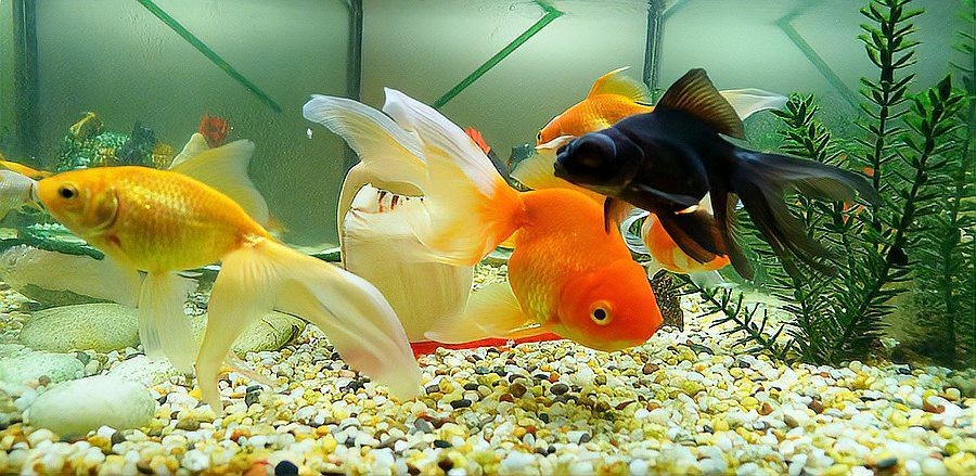 魚在玄學(xué)中代表什么【玄學(xué)解析魚夢(mèng)解析：\