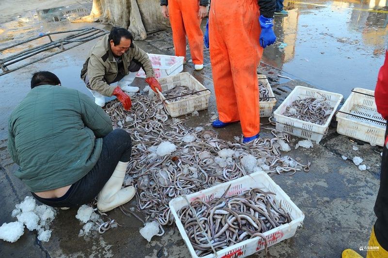 青島鰻鱗魚多少錢一斤【2025年8月青島鰻鱗魚市場價格波動幅度可達13元】