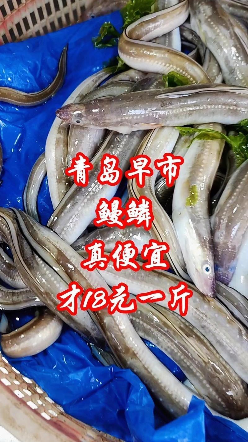 青島鰻鱗魚多少錢一斤【2025年8月青島鰻鱗魚市場價格波動幅度可達13元】