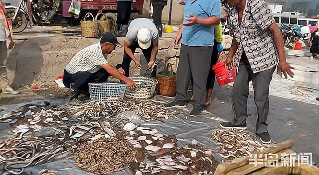 青島鰻鱗魚多少錢一斤【2025年8月青島鰻鱗魚市場價格波動幅度可達13元】