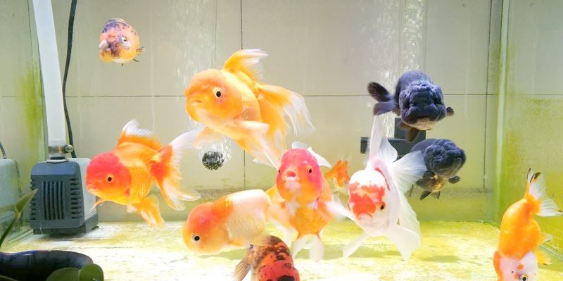 5條魚最旺什么人【5條魚的寓意是什么意思】