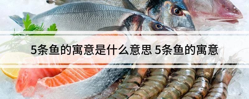 5條魚最旺什么人【5條魚的寓意是什么意思】