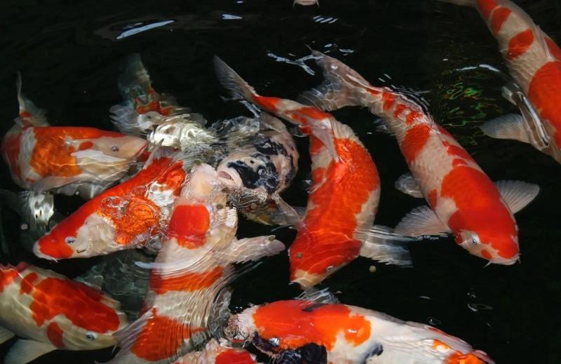 5條魚最旺什么人【5條魚的寓意是什么意思】