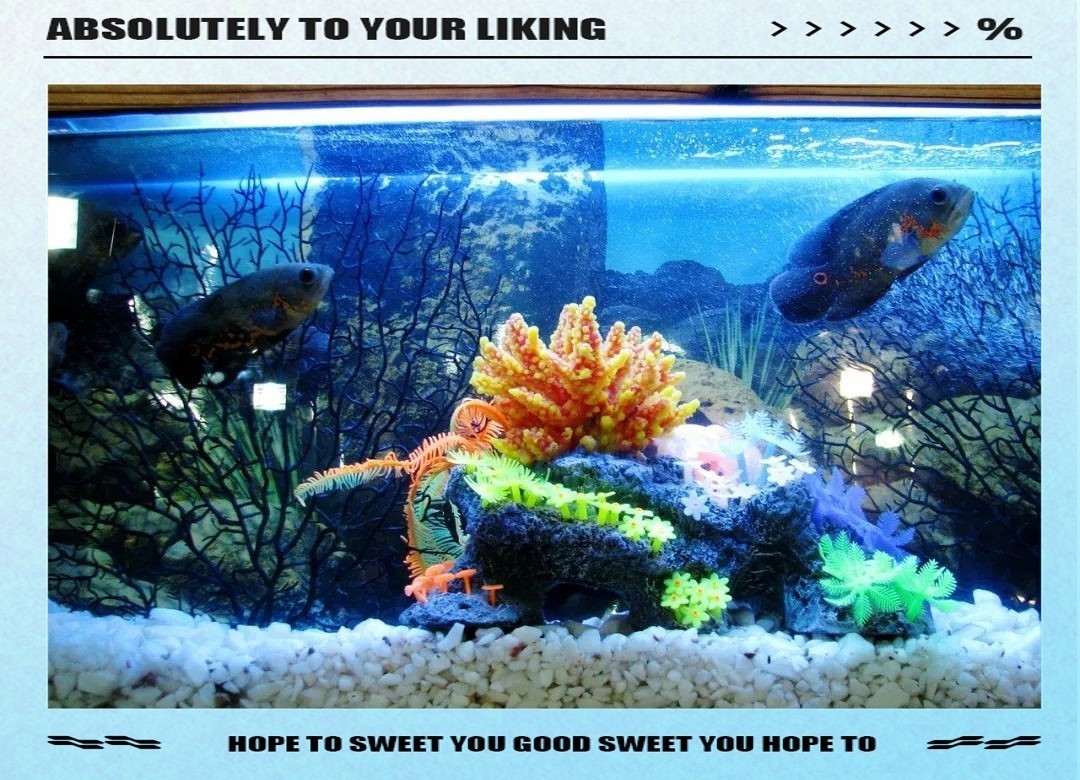 5條魚最旺什么人【5條魚的寓意是什么意思】