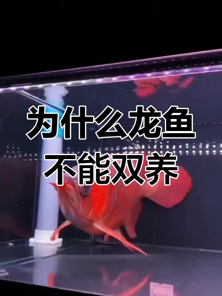 龍魚(yú)單獨(dú)養(yǎng)好還是混養(yǎng)好【龍魚(yú)單獨(dú)養(yǎng)和混養(yǎng)各有優(yōu)劣】