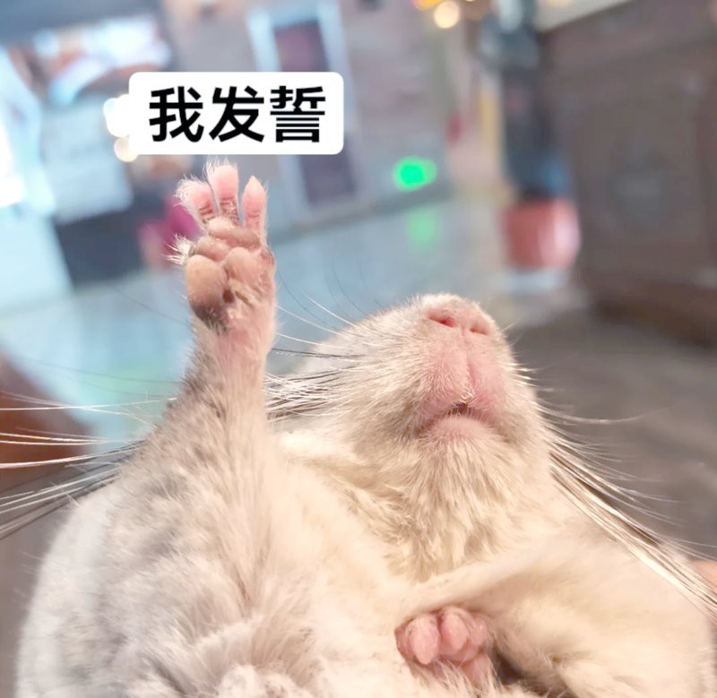 龍貓和貓咪哪個更聰明？【關于龍貓和貓咪哪個更聰明的)理解群體規能力】