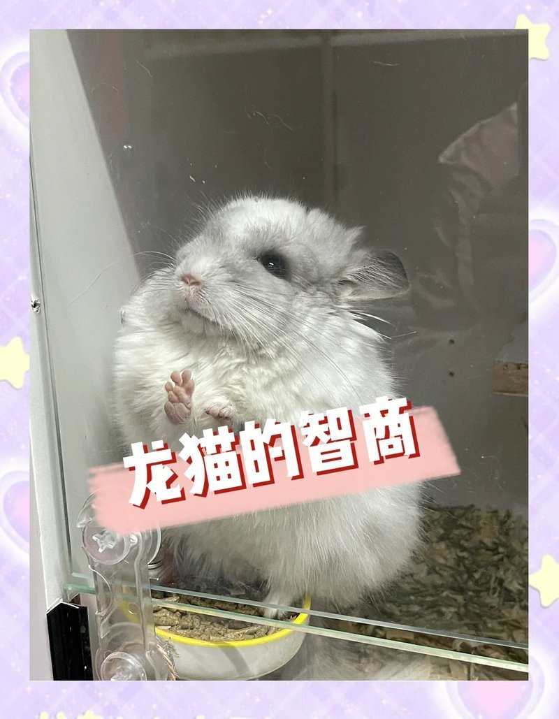 龍貓和貓咪哪個更聰明？【關于龍貓和貓咪哪個更聰明的)理解群體規能力】