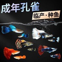 鳳魚2023價目表【2023年鳳魚市場價格全景分析報告2023年鳳魚市場價格體系解析】