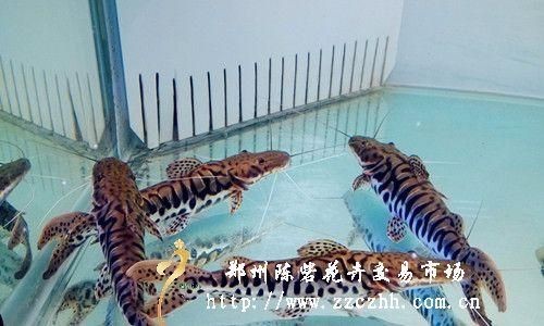 虎皮鴨嘴鯰吃東西【虎皮鴨嘴鯰的攝食技術(shù)】