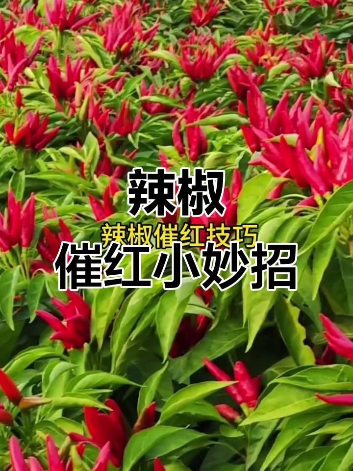 辣椒遲遲不變紅的原因【辣椒遲遲不變紅可能由多種因素導致】