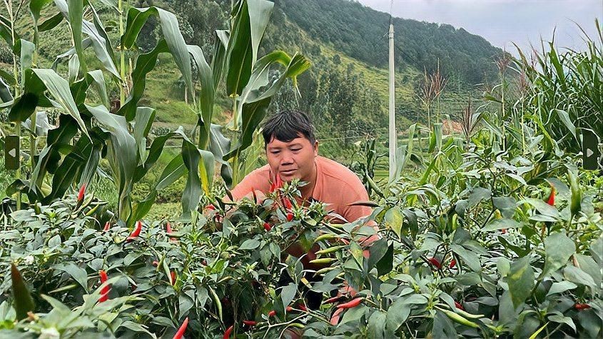 辣椒遲遲不變紅的原因【辣椒遲遲不變紅可能由多種因素導致】
