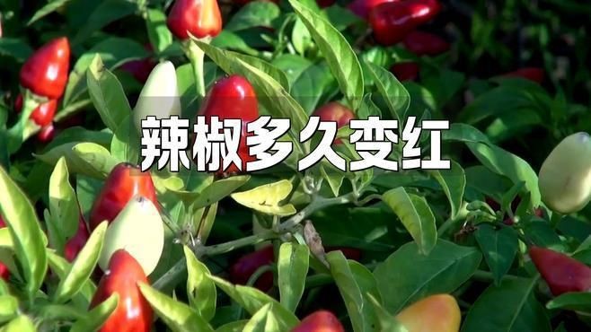 辣椒遲遲不變紅的原因【辣椒遲遲不變紅可能由多種因素導致】
