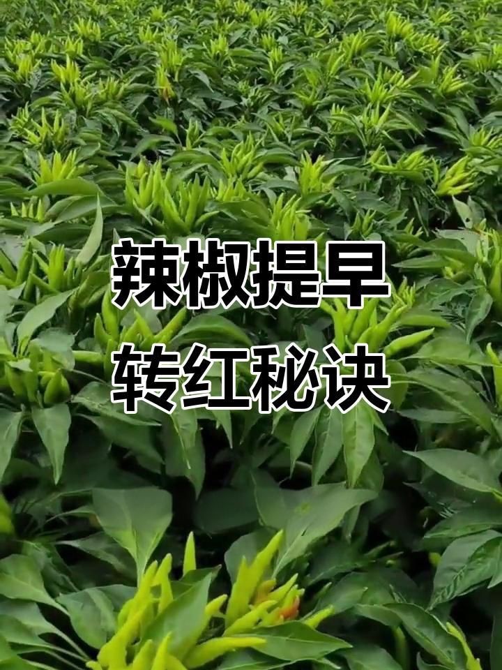 辣椒遲遲不變紅的原因【辣椒遲遲不變紅可能由多種因素導致】