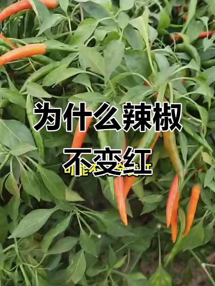 辣椒遲遲不變紅的原因【辣椒遲遲不變紅可能由多種因素導致】
