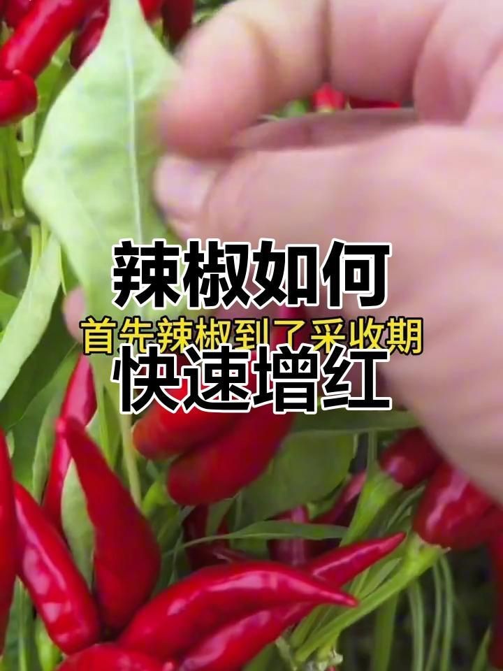 辣椒遲遲不變紅的原因【辣椒遲遲不變紅可能由多種因素導致】