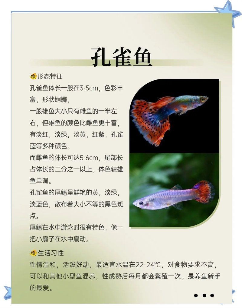 適合初學(xué)者的熱帶魚種【這幾種熱帶魚好養(yǎng)到“閉眼都能活”,直接抄作業(yè)小愛寵物生活百科】