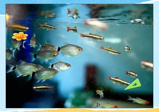 適合初學(xué)者的熱帶魚種【這幾種熱帶魚好養(yǎng)到“閉眼都能活”,直接抄作業(yè)小愛寵物生活百科】