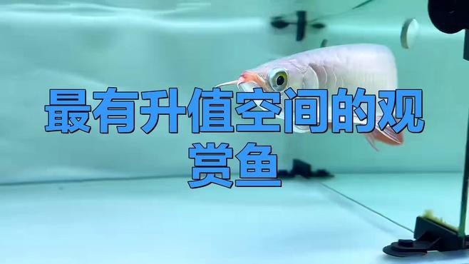 未來龍魚市場有哪些投資潛力品種？【揭秘龍魚市場的創業機遇與前景】 未來龍魚市場有哪些投資潛力品種？【揭秘龍魚市場的創業機遇與前景】 龍魚百科 第2張