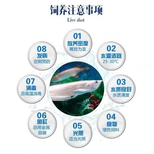 給我一些招財龍魚混養的圖片【招財龍魚混養圖片】