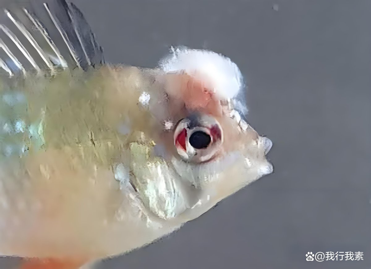 觀賞魚身上長白霜怎么辦【觀賞魚身上長白霜是生病了嗎如何解決這一棘手問題】