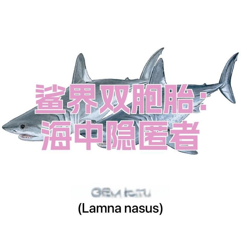 鮭鯊和鼠鯊【《鮭鯊和鼠鯊：海洋中的神秘掠食者》】
