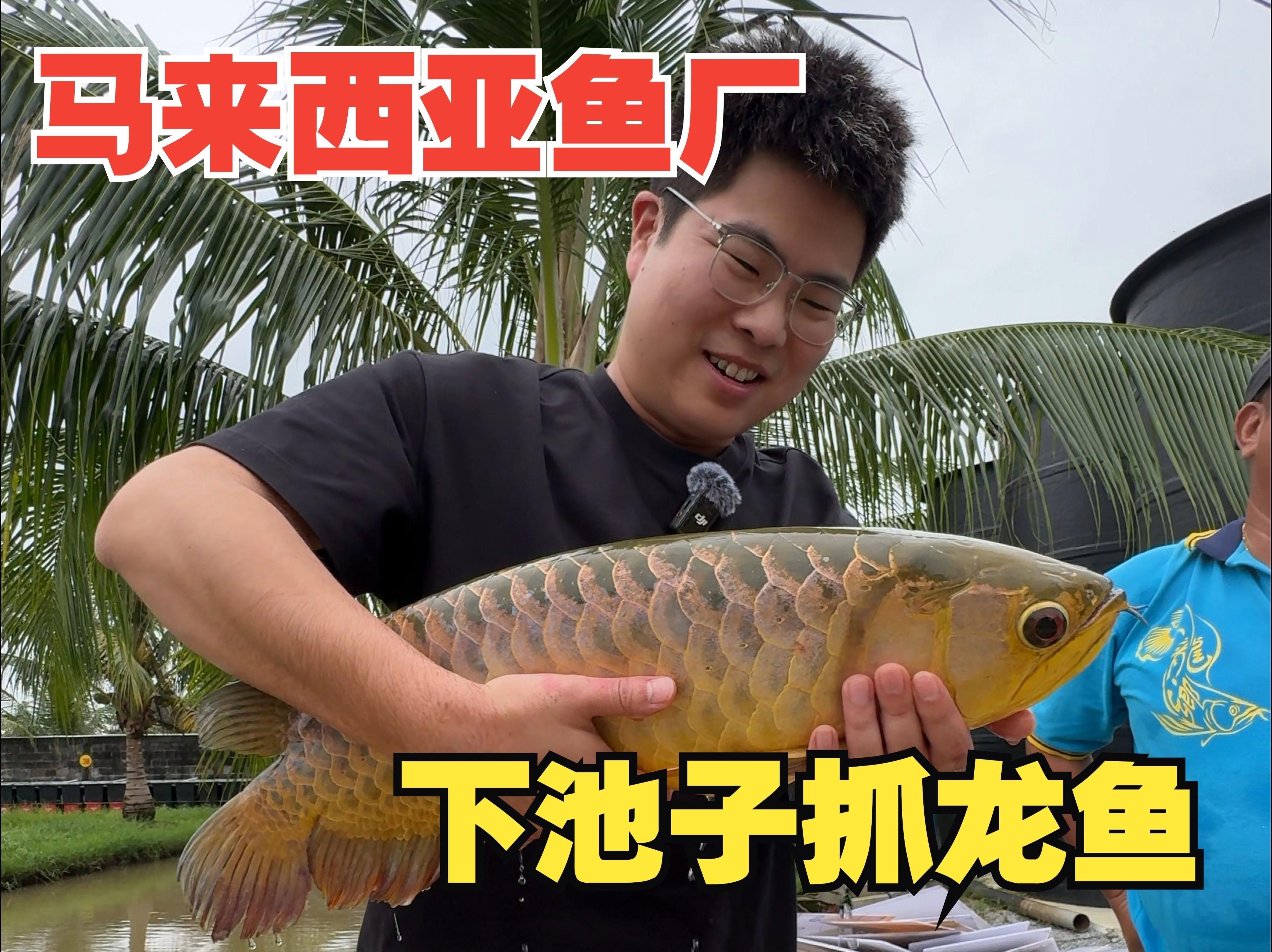 馬來西亞紅龍魚視頻【《馬來西亞紅龍魚視頻：領略獨特水族魅力》】