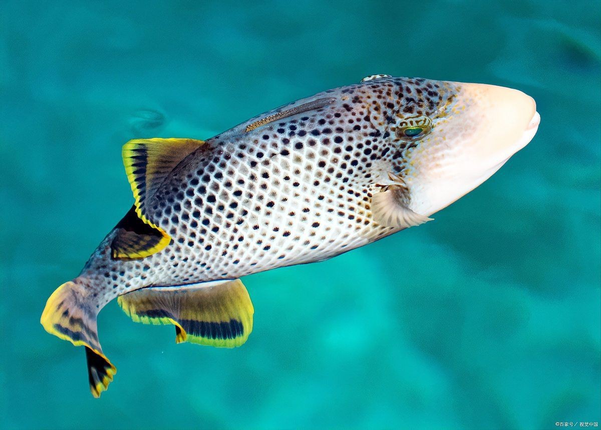 虎斑淡水魚【虎斑淡水魚的特性】