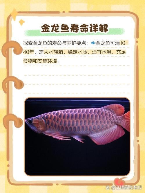 龍魚養幾條風水最好圖片【龍魚養幾條在風水上最佳】