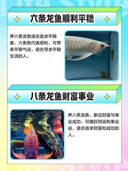 龍魚養幾條風水最好圖片【龍魚養幾條在風水上最佳】