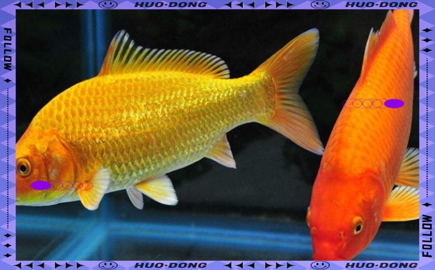 錦鯉和龍魚哪個更容易飼養？【錦鯉和龍魚哪個更容易飼養】