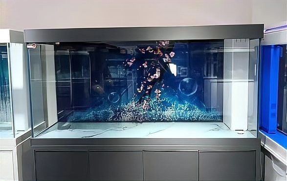 水族魚缸哪個品牌最好【《水族魚缸品牌之選：探尋最優(yōu)品牌》】