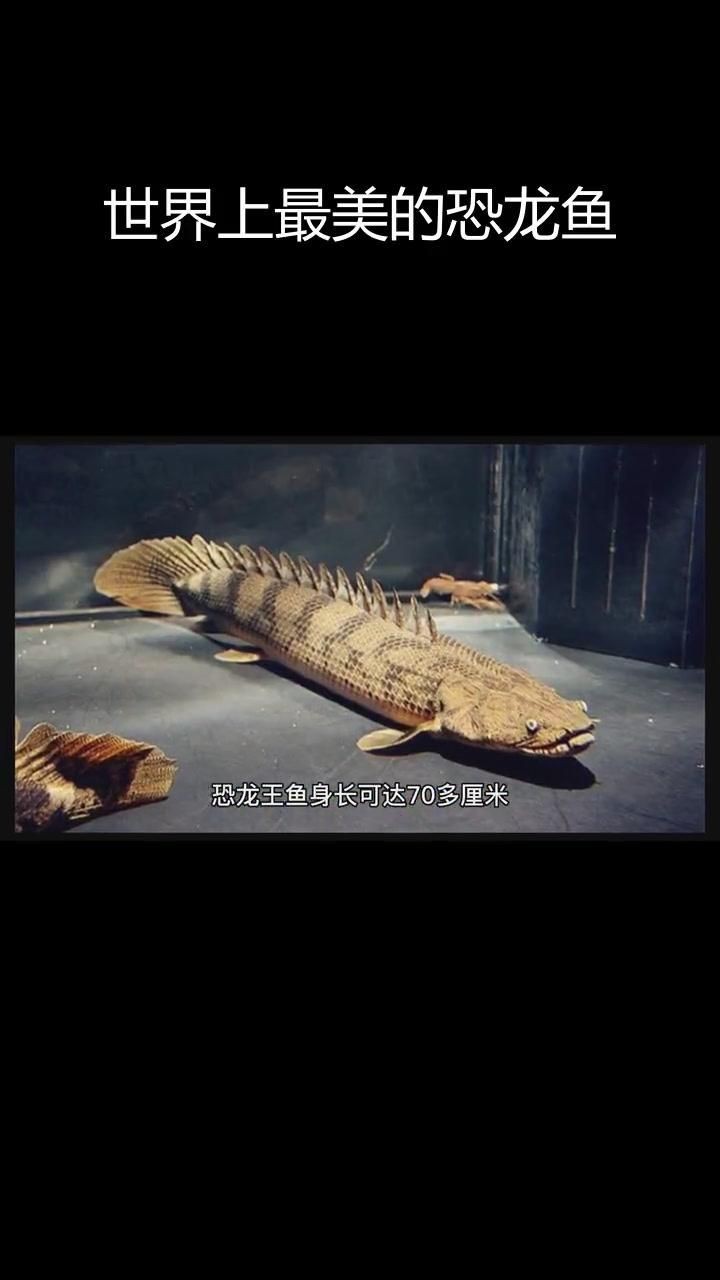 虎紋恐龍王魚最建議買嗎【世界上長得最像龍的觀賞魚——虎紋恐龍王魚】 虎紋恐龍王魚最建議買嗎【世界上長得最像龍的觀賞魚——虎紋恐龍王魚】 龍魚論壇 第2張