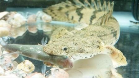 虎紋恐龍王魚最建議買嗎【世界上長得最像龍的觀賞魚——虎紋恐龍王魚】 虎紋恐龍王魚最建議買嗎【世界上長得最像龍的觀賞魚——虎紋恐龍王魚】 龍魚論壇 第3張