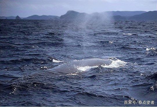 鯨魚有暗示性嗎【關(guān)于“鯨魚有暗示性海洋噪聲污染面臨交流中斷”這一話題】