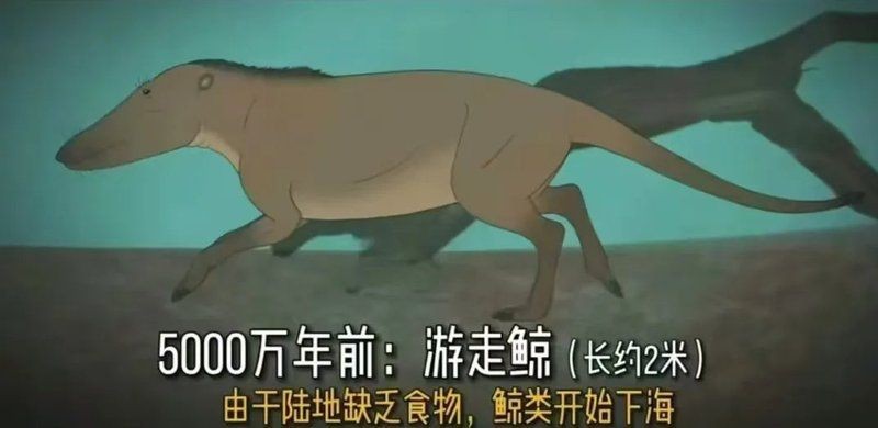 鯨魚有暗示性嗎【關(guān)于“鯨魚有暗示性海洋噪聲污染面臨交流中斷”這一話題】