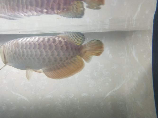 提供更多龍魚外寄癥狀圖【關于龍魚外寄癥狀的詳細解析】