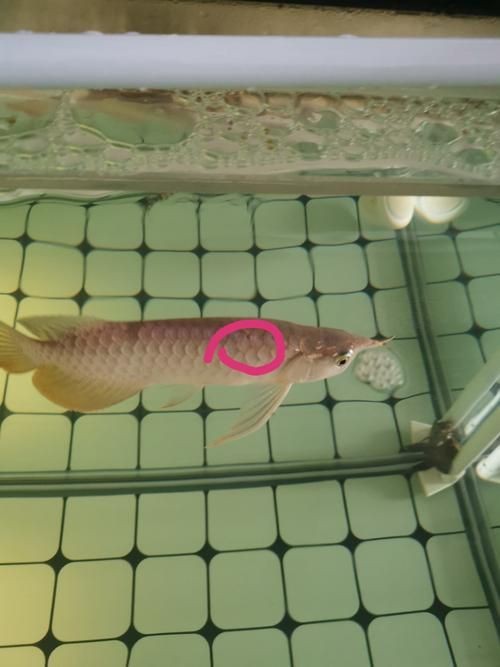 提供更多龍魚外寄癥狀圖【關于龍魚外寄癥狀的詳細解析】