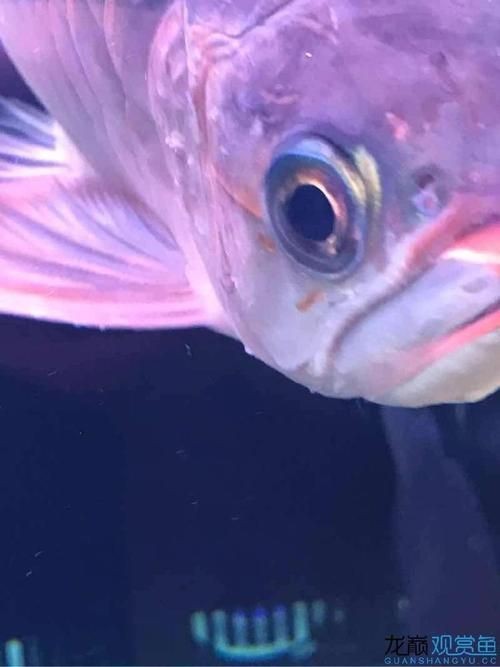 提供更多龍魚外寄癥狀圖【關于龍魚外寄癥狀的詳細解析】