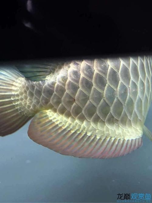 提供更多龍魚外寄癥狀圖【關于龍魚外寄癥狀的詳細解析】